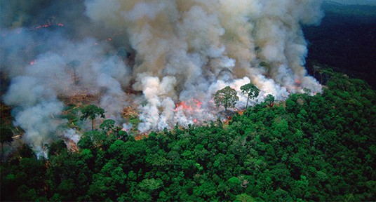 Feuer im Amazonas-Regenwald